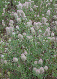 Hare's-foot Clover