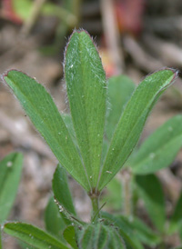 Hare's-foot Clover