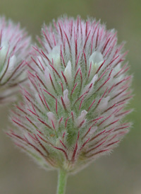 Hare's-foot Clover