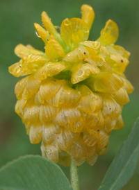 Large Trefoil