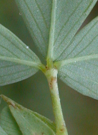 Large Trefoil