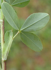 Large Trefoil