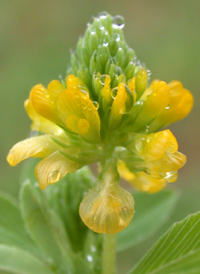 Large Trefoil