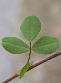 Hop Trefoil