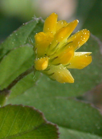 Lesser Trefoil