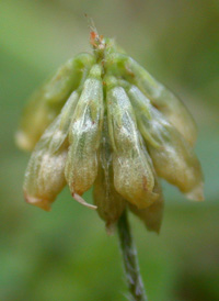 Lesser Trefoil