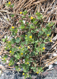 Lesser Trefoil