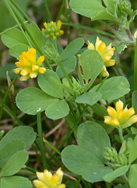 Lesser Trefoil