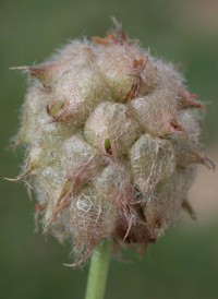 Strawberry Clover