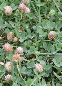 Strawberry Clover