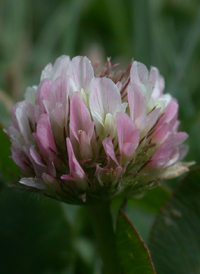 Strawberry Clover