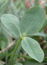 Strawberry Clover