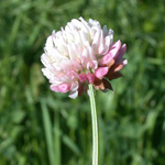 Alsike Clover Alsike Clover