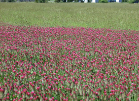 Crimson Clover