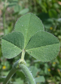 Crimson Clover