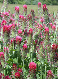 Crimson Clover