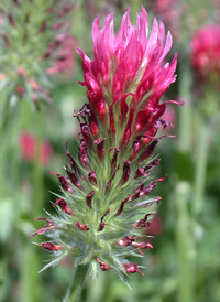 Crimson Clover