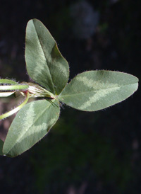 Red Clover