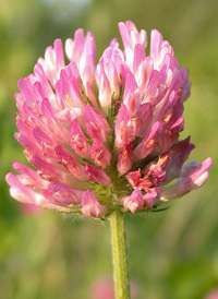 Red Clover