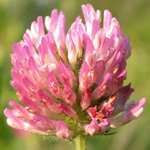 Red Clover Red Clover