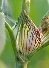 Red Clover