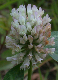 Red Clover