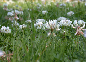 white Clover