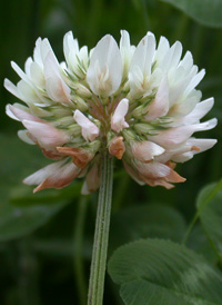 white Clover