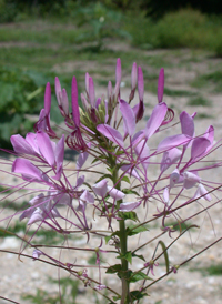 Pink Spiderflower