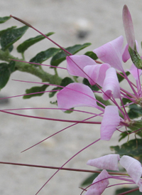 Pink Spiderflower