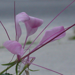 Pink Spiderflower