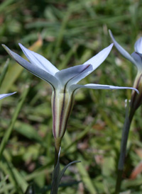 Spring Starflower