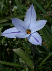 Spring Starflower