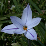 Spring Starflower