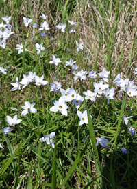 Spring Starflower