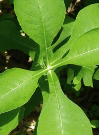 Feverwort