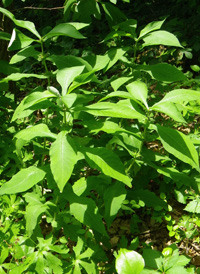 Feverwort