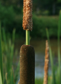 Hybrid Cattail