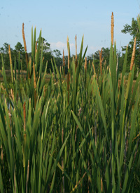 Cattails