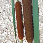 Cattails Cattails