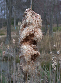 Narrow-leaved Cattail