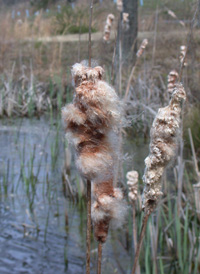 Cattails