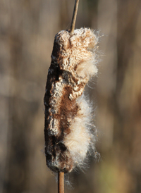 Common Cattail