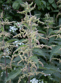 Stinging Nettle