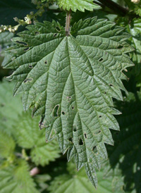 Stinging Nettle