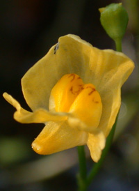 Humped Bladderwort