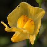 Humped Bladderwort Humped Bladderwort