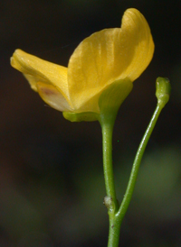 Humped Bladderwort