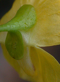 Humped Bladderwort