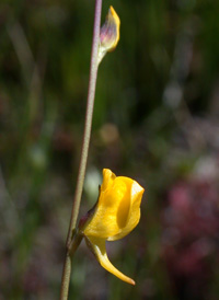 Rush Bladderwort